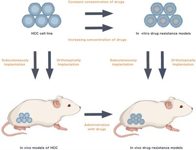 Advances in hepatocellular carcinoma drug resistance models